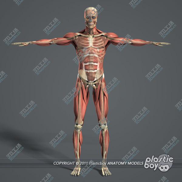 images/goods_img/20210312/Male Body, Skeletal and Muscular System Pack (Textured)/3.jpg
